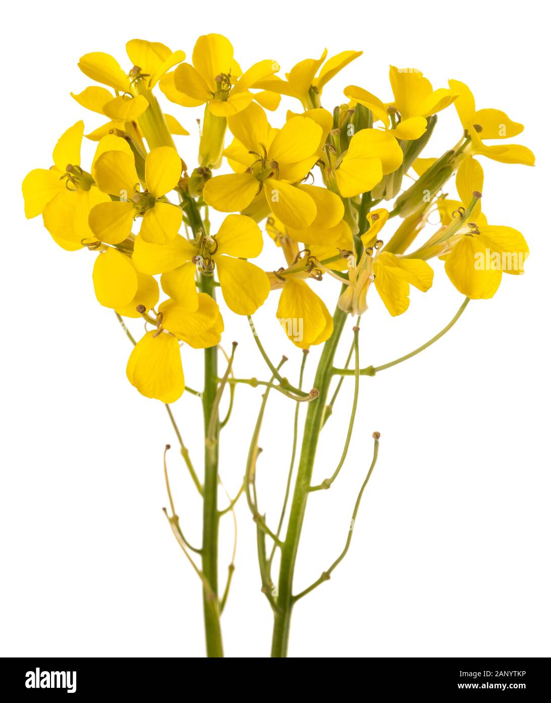Fiori gialli isolati su sfondo bianco Foto Stock