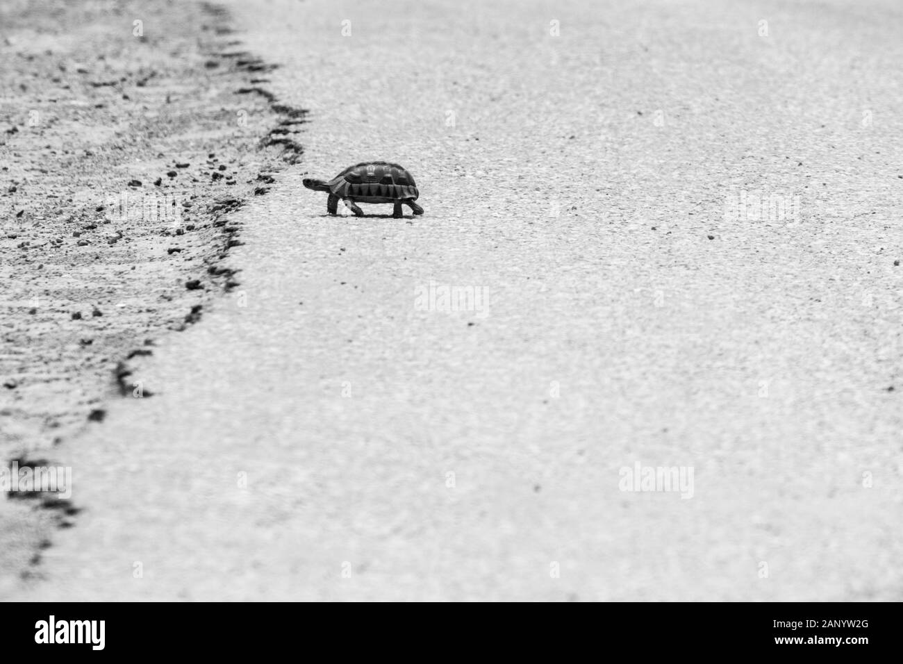 Foto in scala grigia di una tartaruga che cammina sul caldo asfalto di una strada Foto Stock