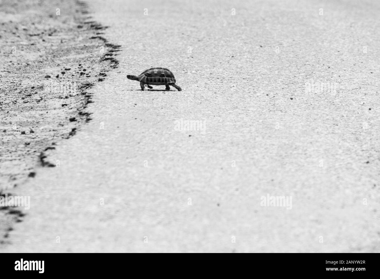 Foto in scala grigia di una tartaruga che cammina sul caldo asfalto di una strada Foto Stock
