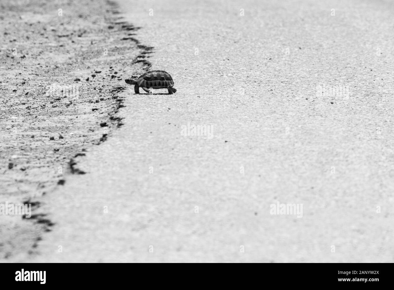 Foto in scala grigia di una tartaruga che cammina sul caldo asfalto di una strada Foto Stock