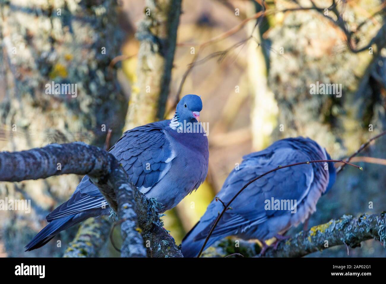 Due belle piccioni seduti in una struttura ad albero Foto Stock