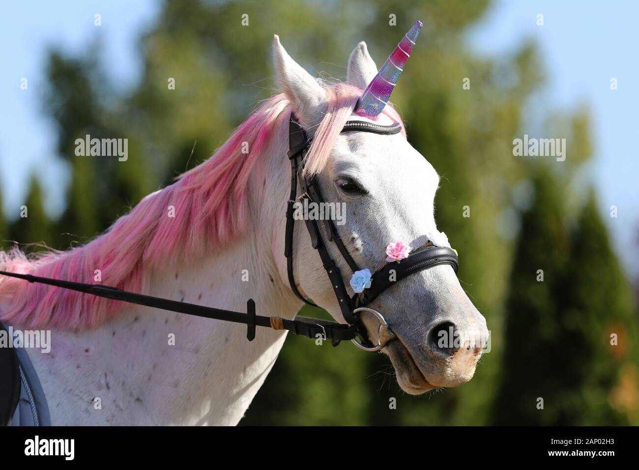Sfondo magico con realistica di colore bianco cavallo Unicorno Foto Stock