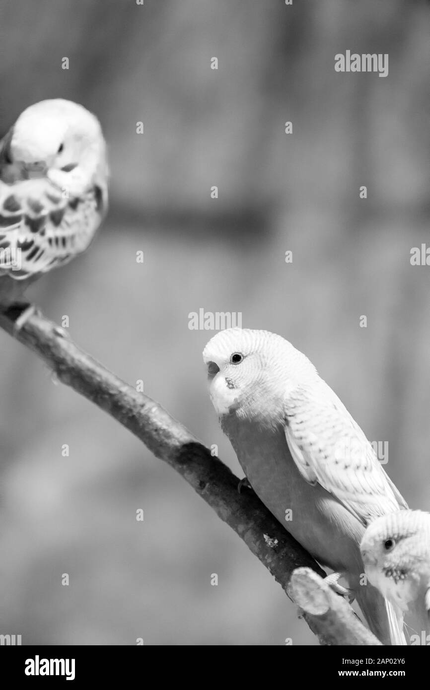 Bella budgie parrocchetto bird seduto sul ramo di albero immagine immagine in bianco e nero Foto Stock