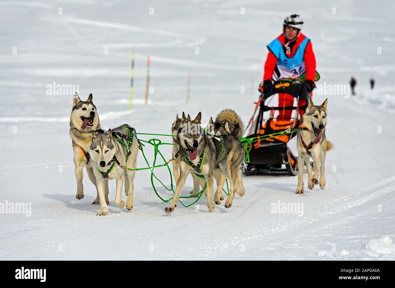 Sled Dog team di siberian husky, dogsledding, corsa di cani da slitta La Grande Odyssee Savoie Mont Blanc, Praz de Lys Sommand, Alta Savoia, Francia Foto Stock