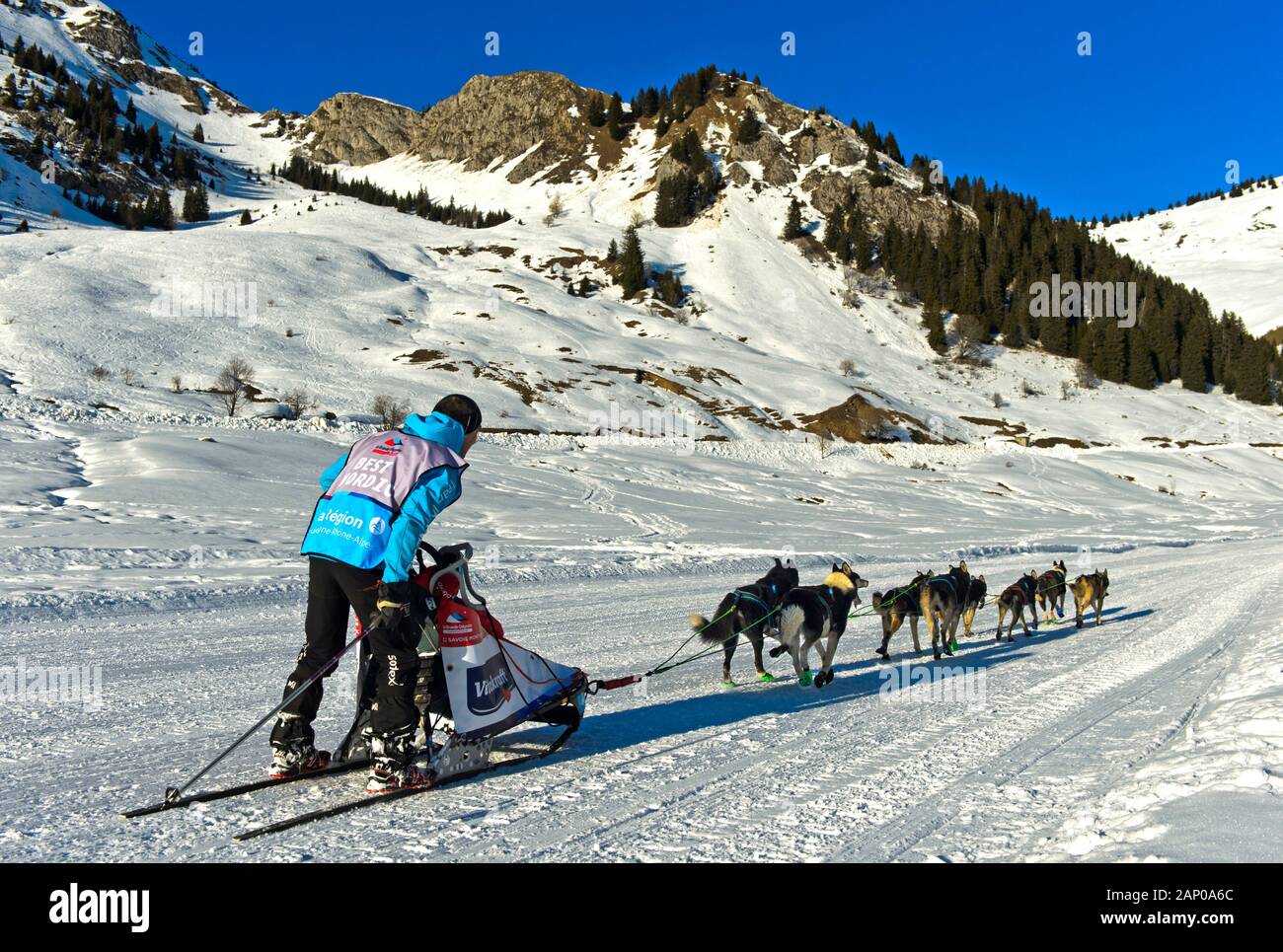 Musher e il suo cane sled team sul Plateau Sommand, corsa di cani da slitta La Grande Odyssee Savoie Mont Blanc, Praz de Lys Sommand, Alta Savoia, Francia Foto Stock