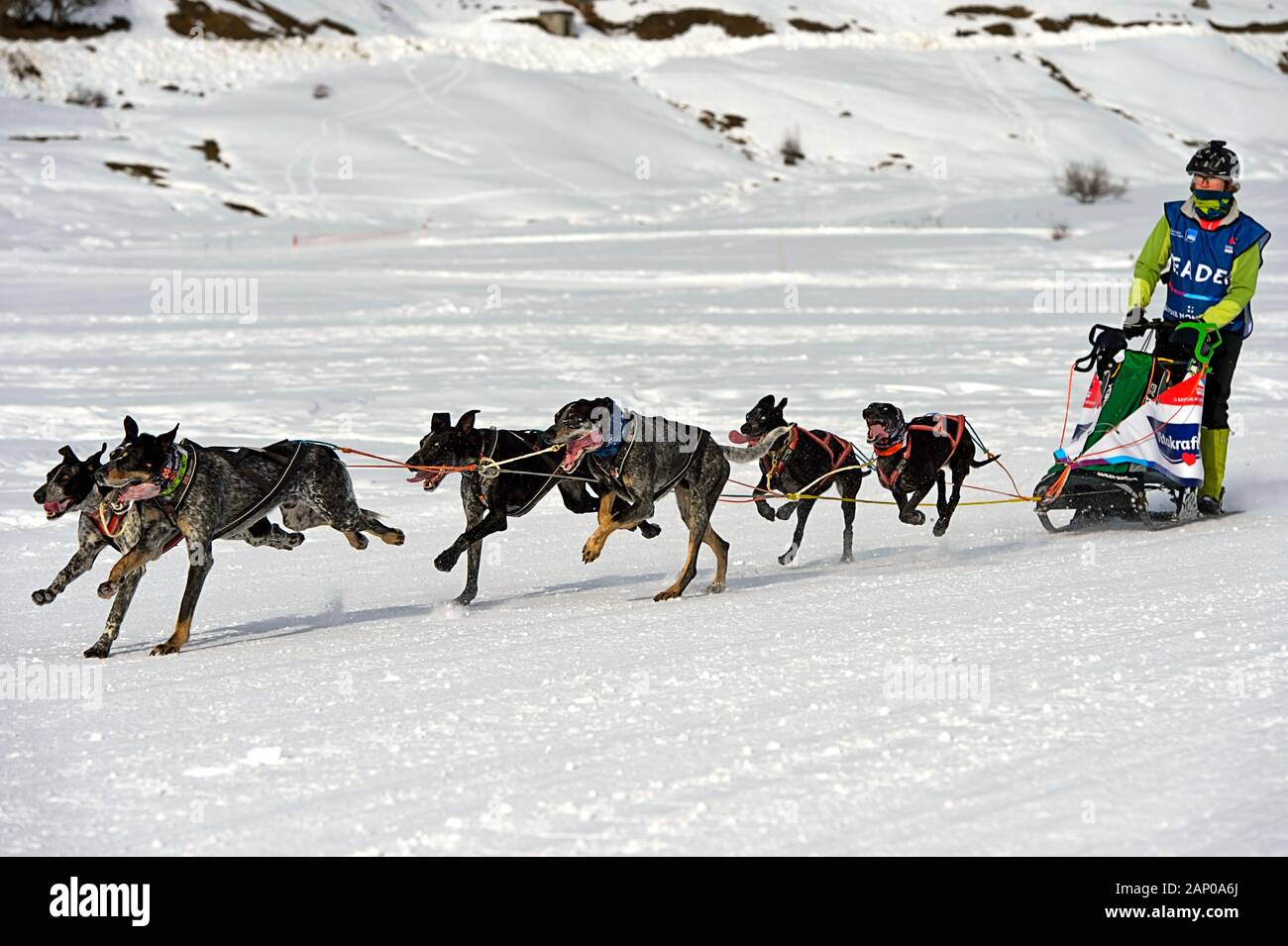Squadra di cani da slitta da caccia, razze da cani, slitta da cani, corsa di cani da slitta la Grande Odyssee Savoie Mont Blanc, Praz de Lys Sommand, alta Savoia, Francia Foto Stock