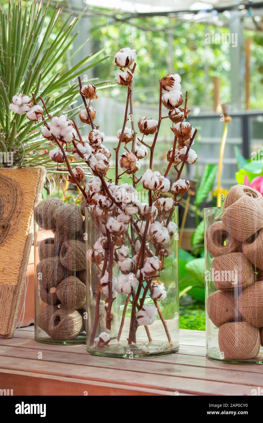 Rami secchi di cotone naturale con matura bolls in un vaso di vetro. Matassa di craft filo di cotone in corda dello spago. Il raccolto di cotone e la sua applicazione Foto Stock