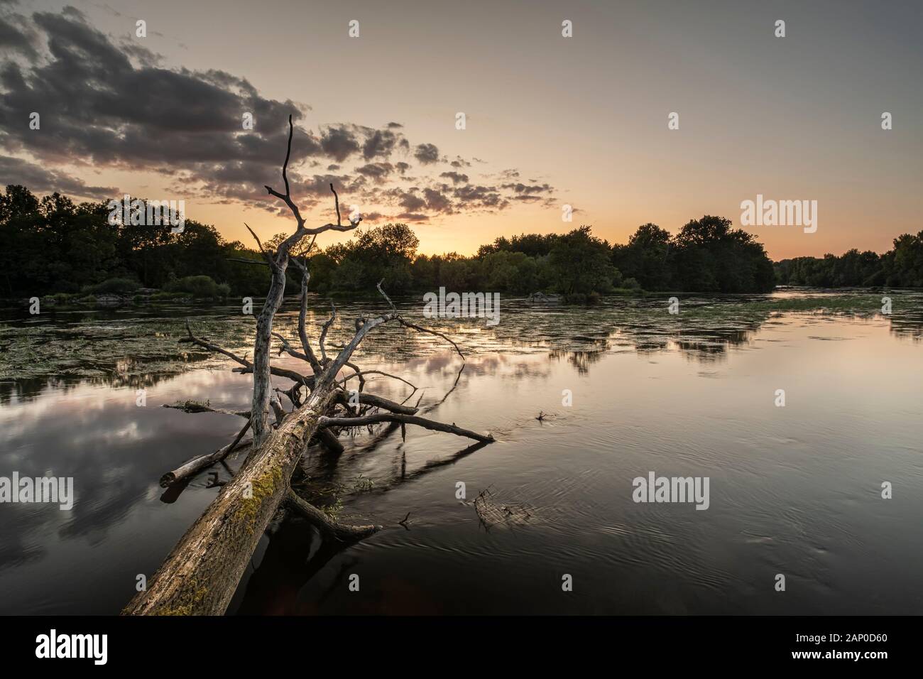 Un albero caduto con moss crescente su di esso nel fiume Vienne in Francia. Foto Stock