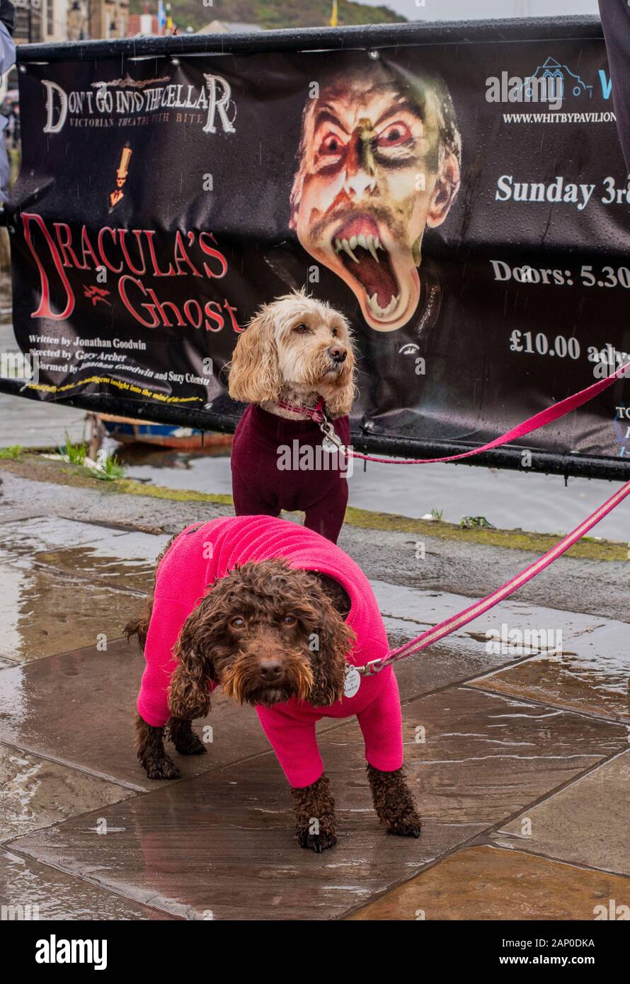 Due cani sulla porta con una faccia paura poster dietro di loro a Whitby Goth Festival Weekend a Whitby nel North Yorkshire. Foto Stock
