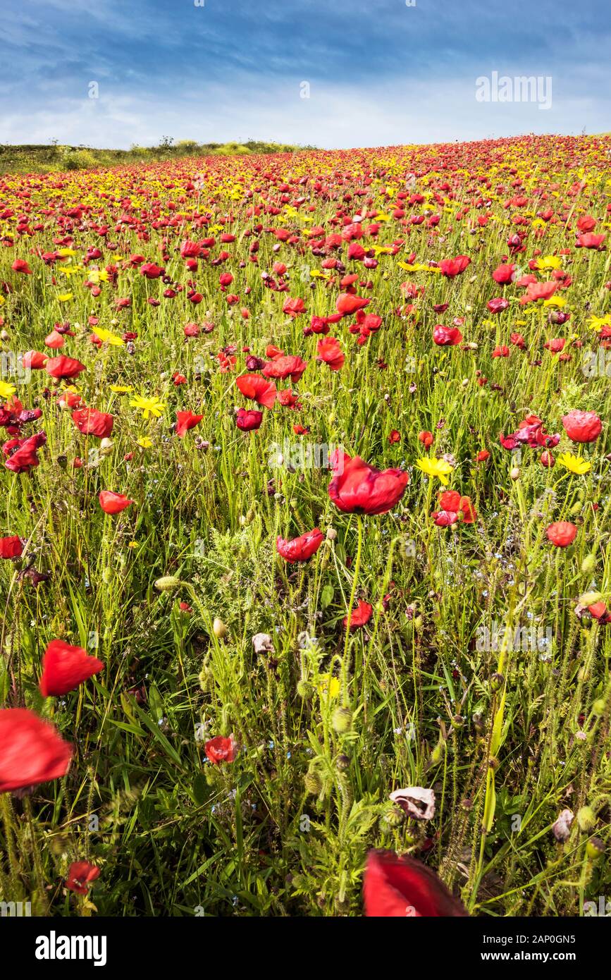 La spettacolare vista di un campo di papaveri comune cresce su West pentire a Newquay in Cornovaglia. Foto Stock