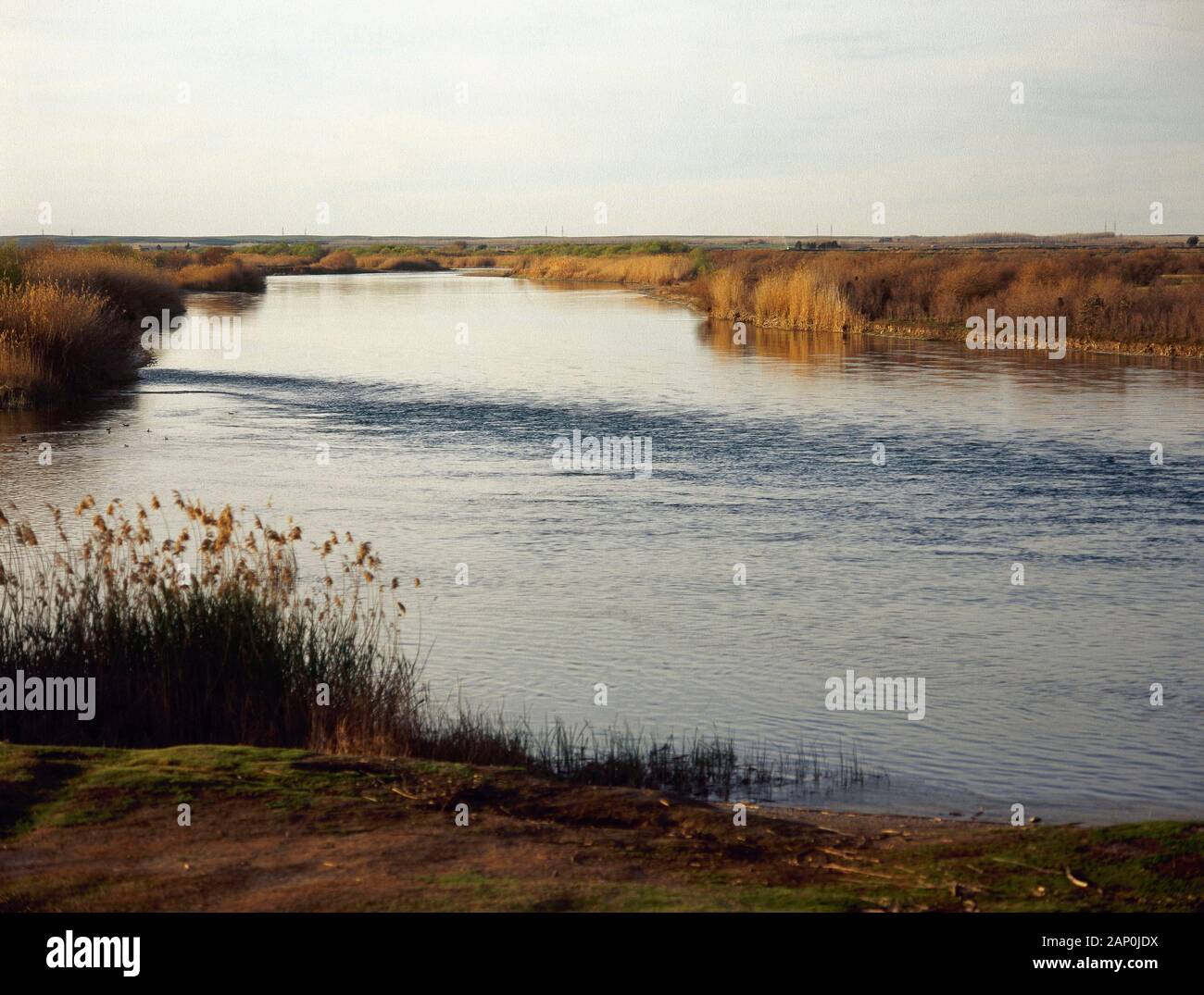 La Siria. Fiume corso dell'Eufrate tra Deir ez-Zor e Abou Kemal. Valle Eufrate, culla della civiltà dell'Asia occidentale. (Mesopotamia). Foto Stock