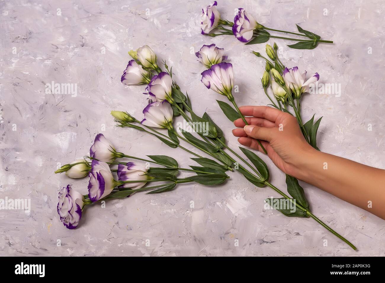 Donne mano tenere bella fiori bianchi con bordi viola su sfondo bianco ruvido Foto Stock