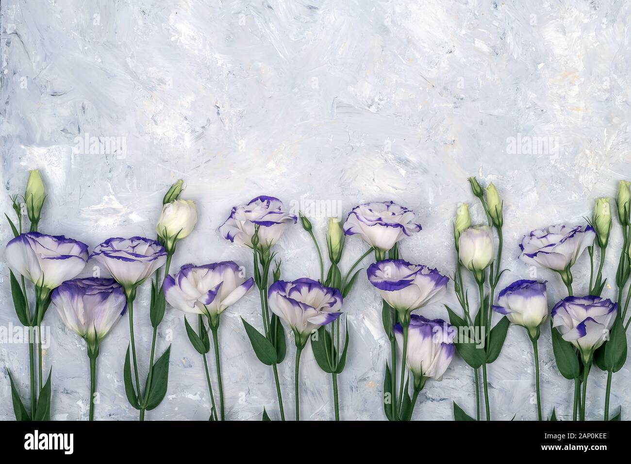 Bellissimi fiori di colore bianco con bordi viola sparsi su sfondo bianco, pattern, copia gratuita dello spazio. Foto Stock