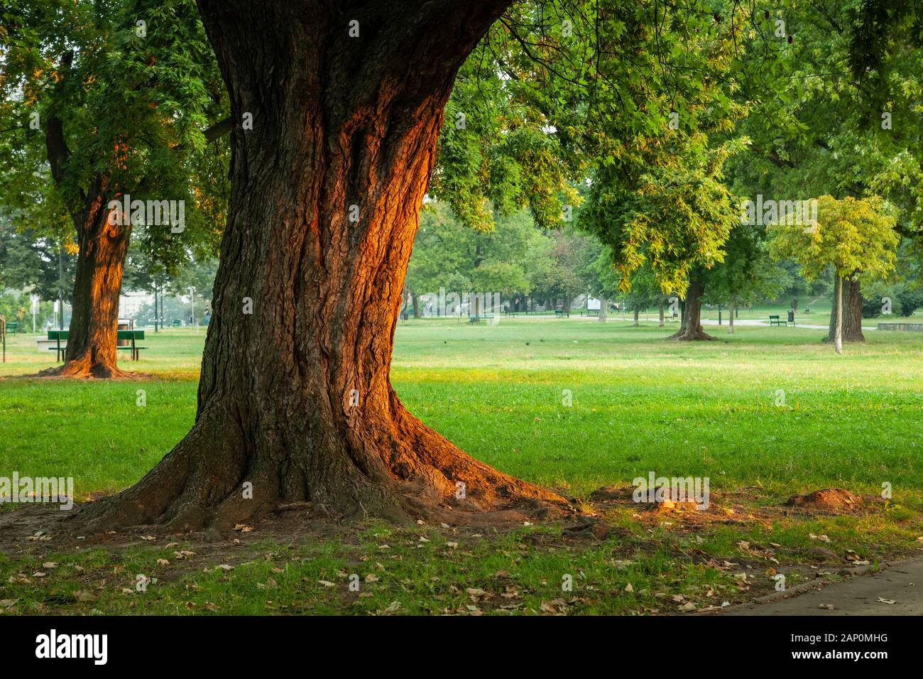 Mattinata estiva nel parco di Cracovia. Foto Stock
