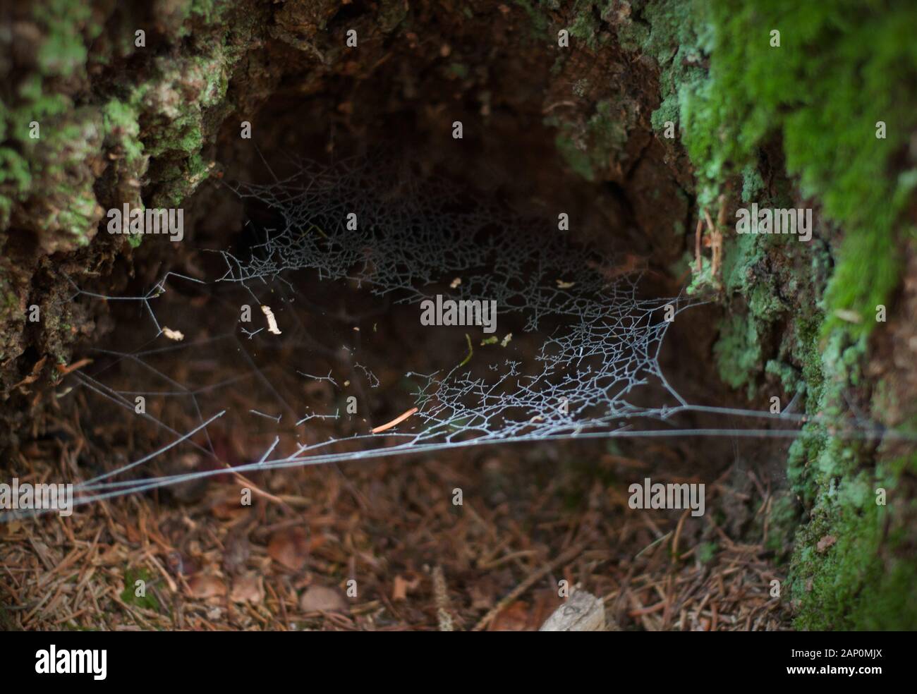Una ragnatela coperta di rime. Un foro nell'albero e un nastro di ragno congelato Foto Stock