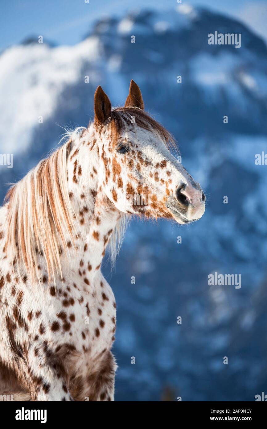 Cavallo Appaloosa. Ritratto di gelatine con macchie di leopardo con montagne innevate sullo sfondo. Baviera, Germania Foto Stock