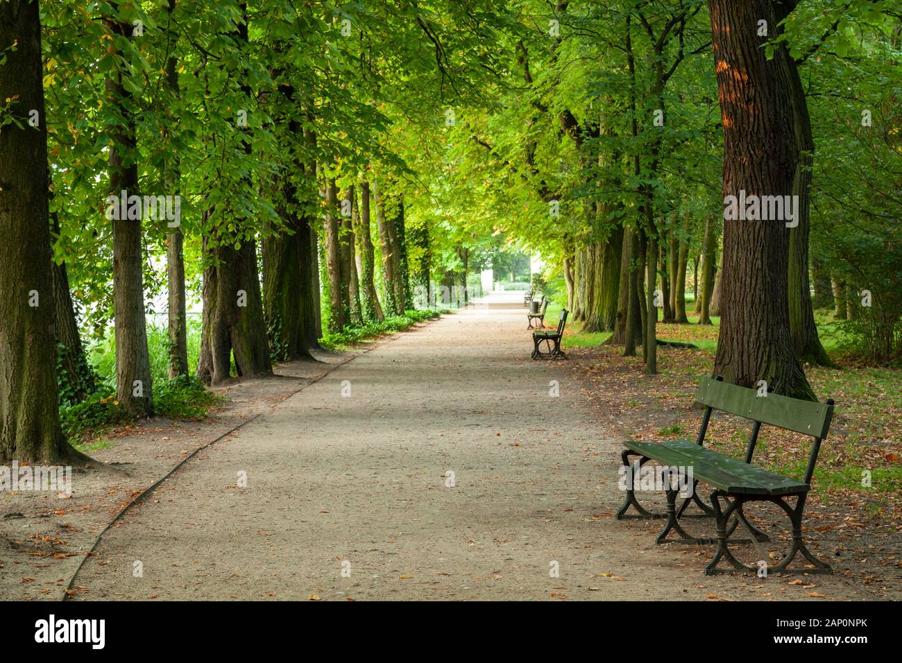 Mattinata estiva nel Parco Lazienki a Varsavia. Foto Stock