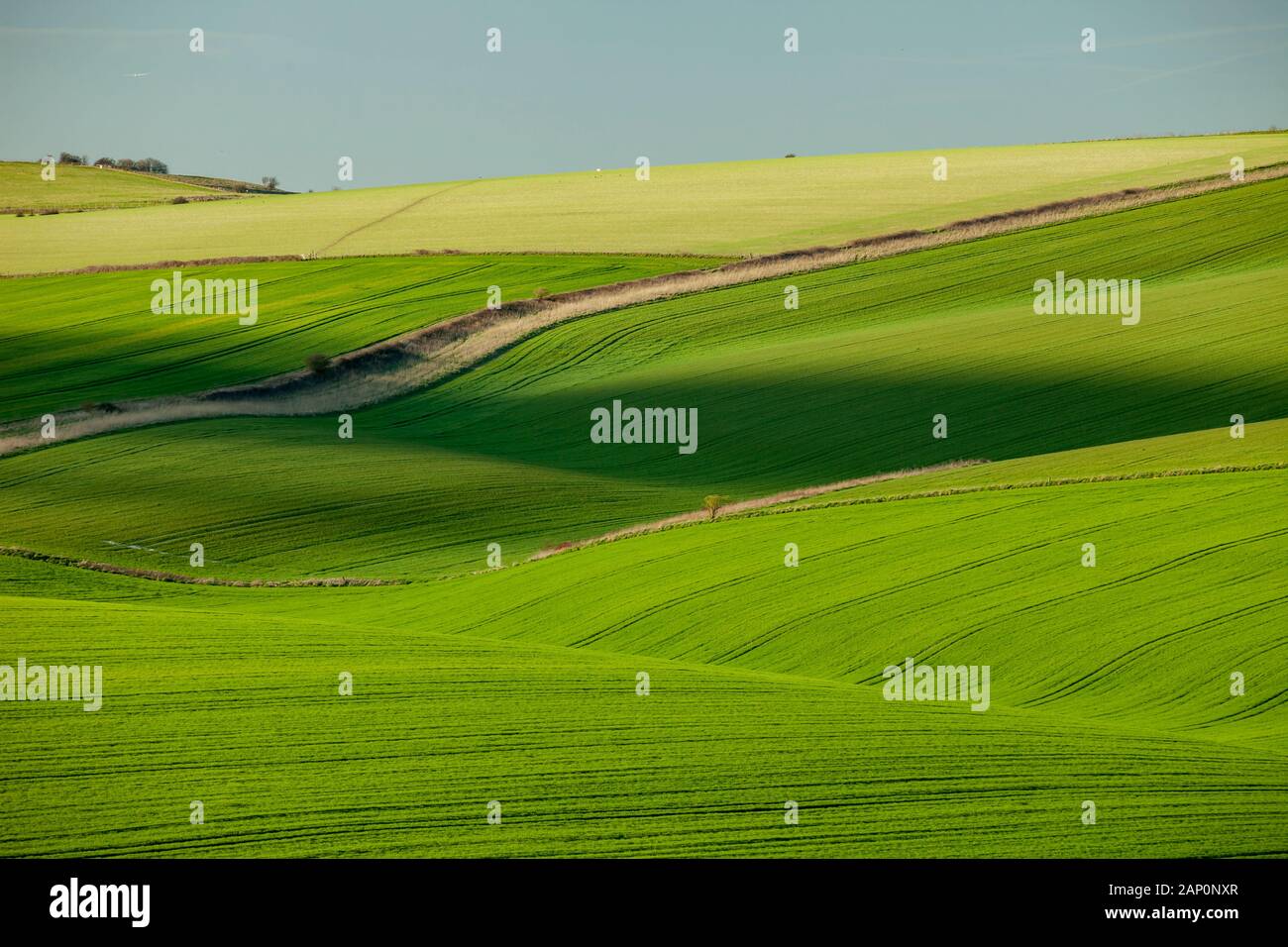 La molla del South Downs nel West Sussex. Foto Stock