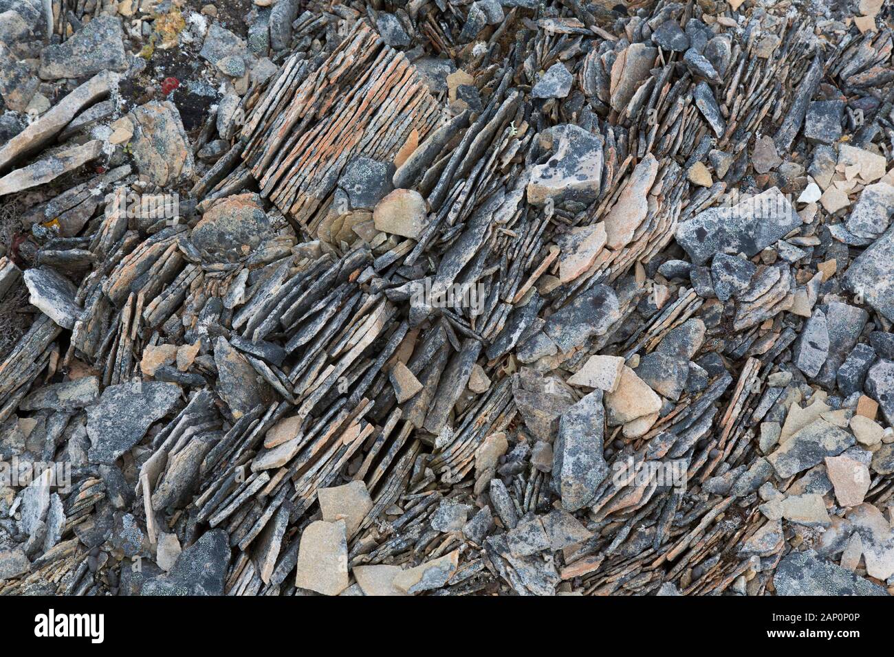 Una roccia di ardesia fratturata lungo i giunti esistenti mediante agenti atmosferici al gelo. Svalbard, Norvegia Foto Stock