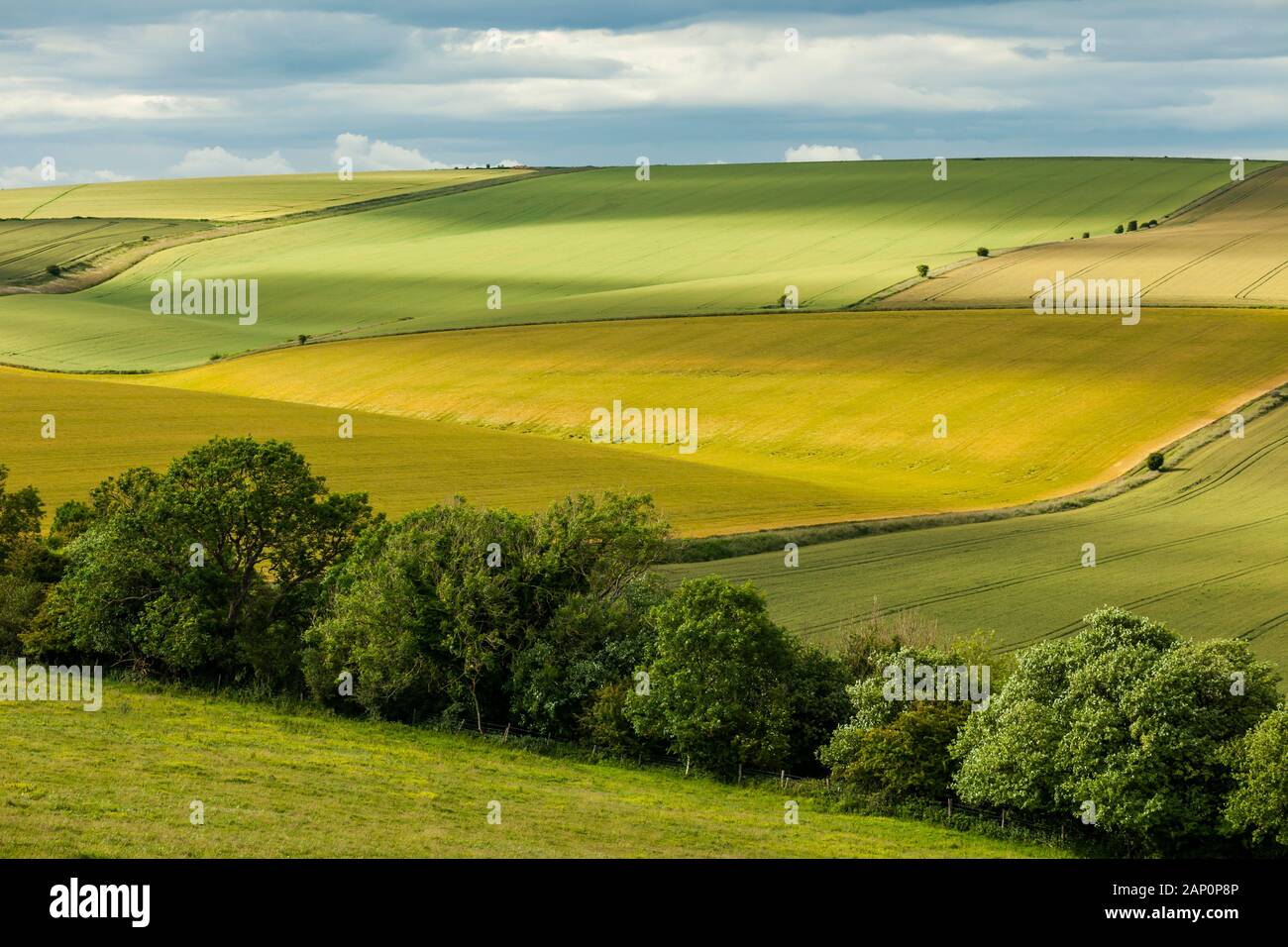In estate sul South Downs nel West Sussex. Foto Stock
