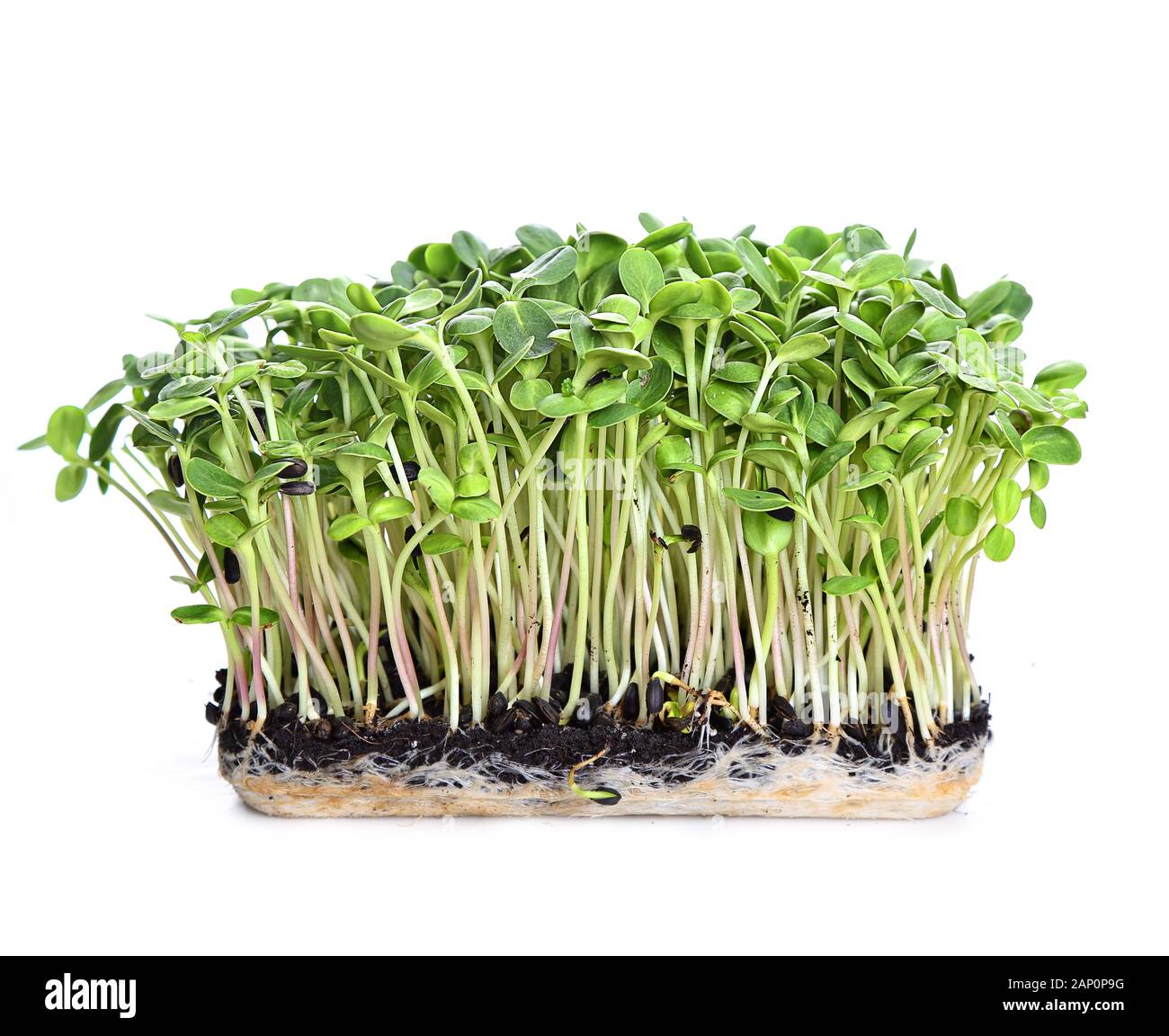 germogli di microgens - alimento sano e fresco Foto Stock