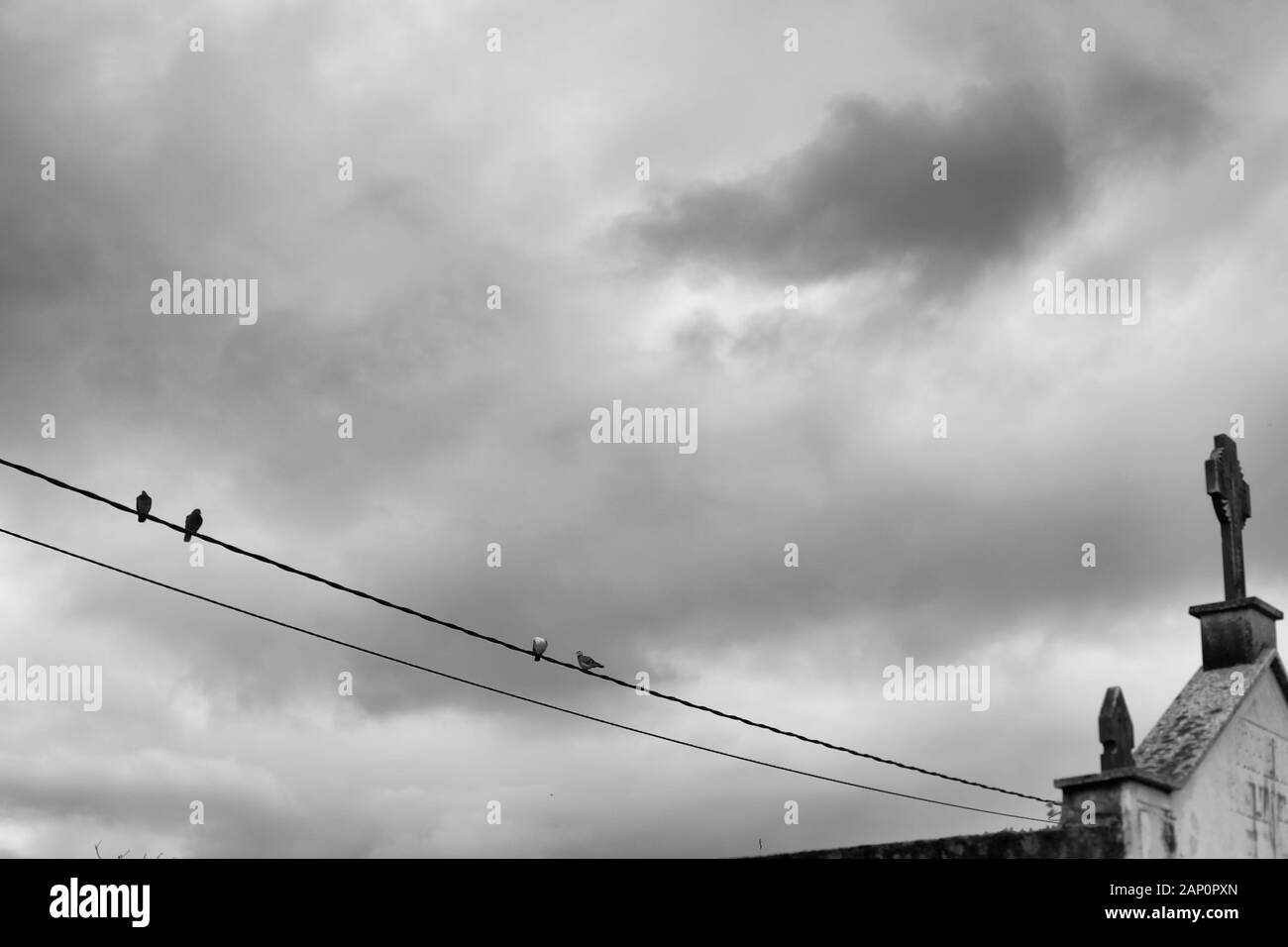 Piccioni al cimitero Foto Stock