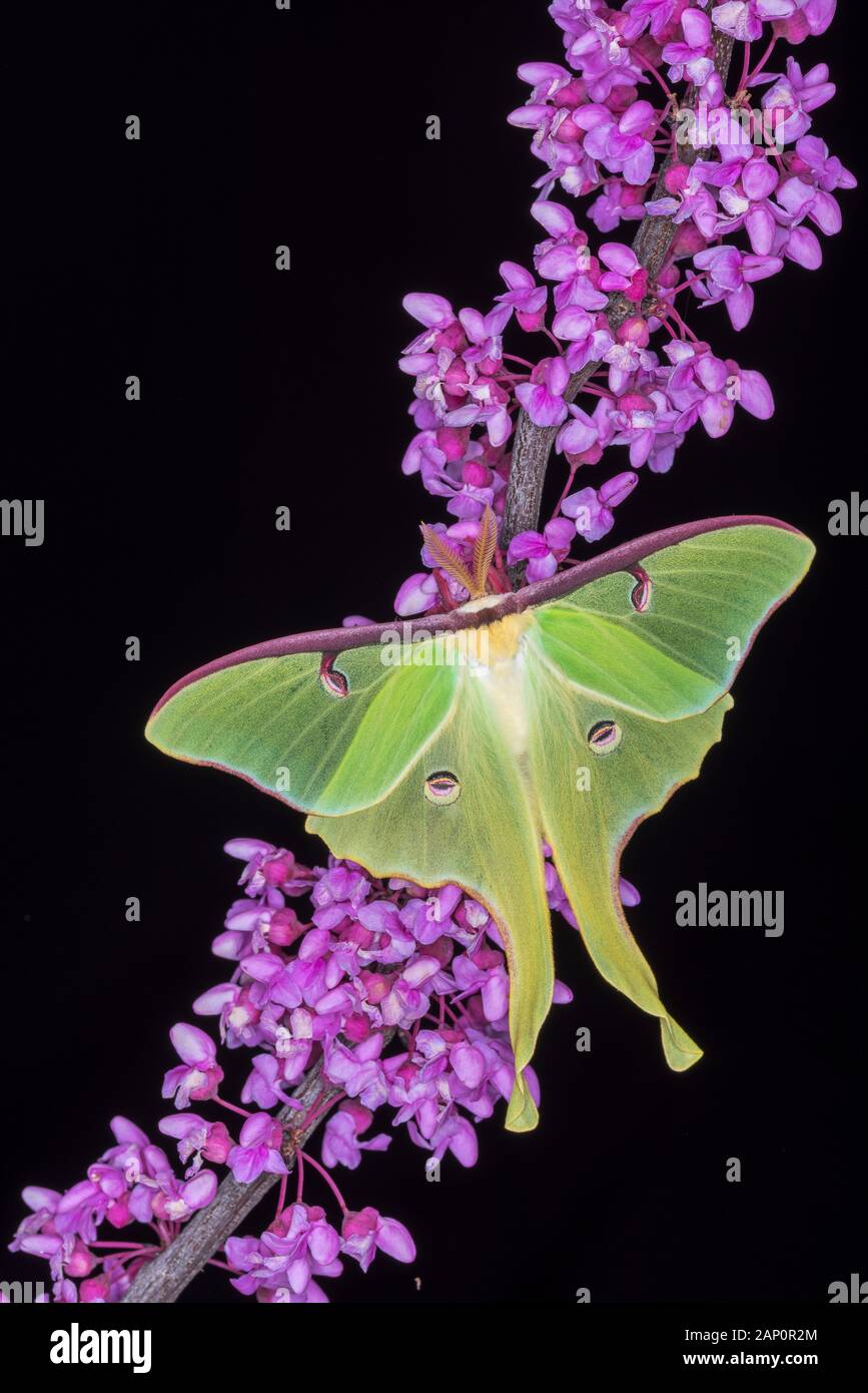 Luna Moth (Actias luna) sbarcati sulla Eastern Redbud in piena fioritura. Parco Nazionale di Great Smoky Mountains, Tennessee, la molla. Foto Stock