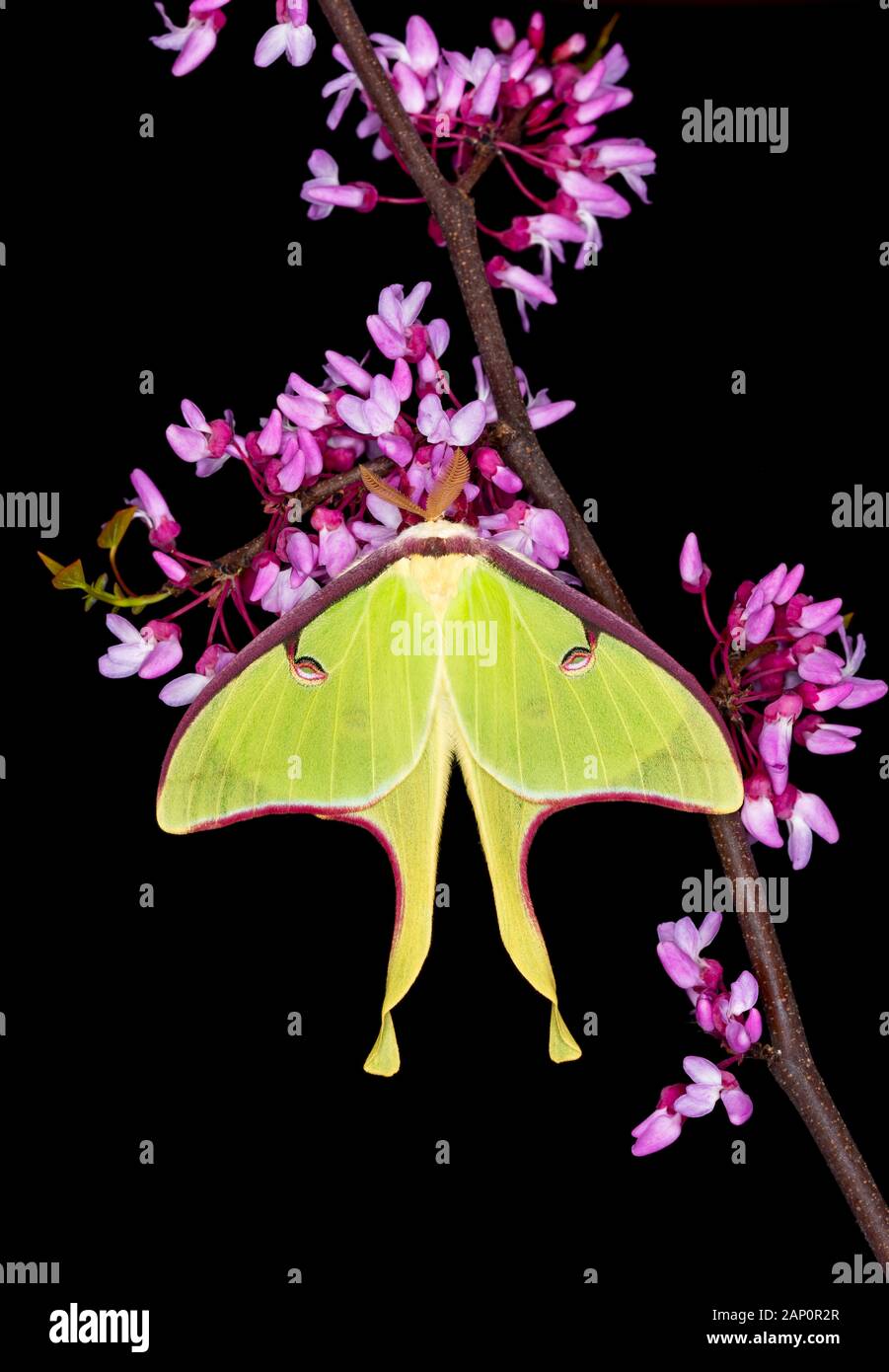 Luna Moth (Actias luna) sbarcati sulla Eastern Redbud in piena fioritura. Parco Nazionale di Great Smoky Mountains, Tennessee, la molla. Foto Stock