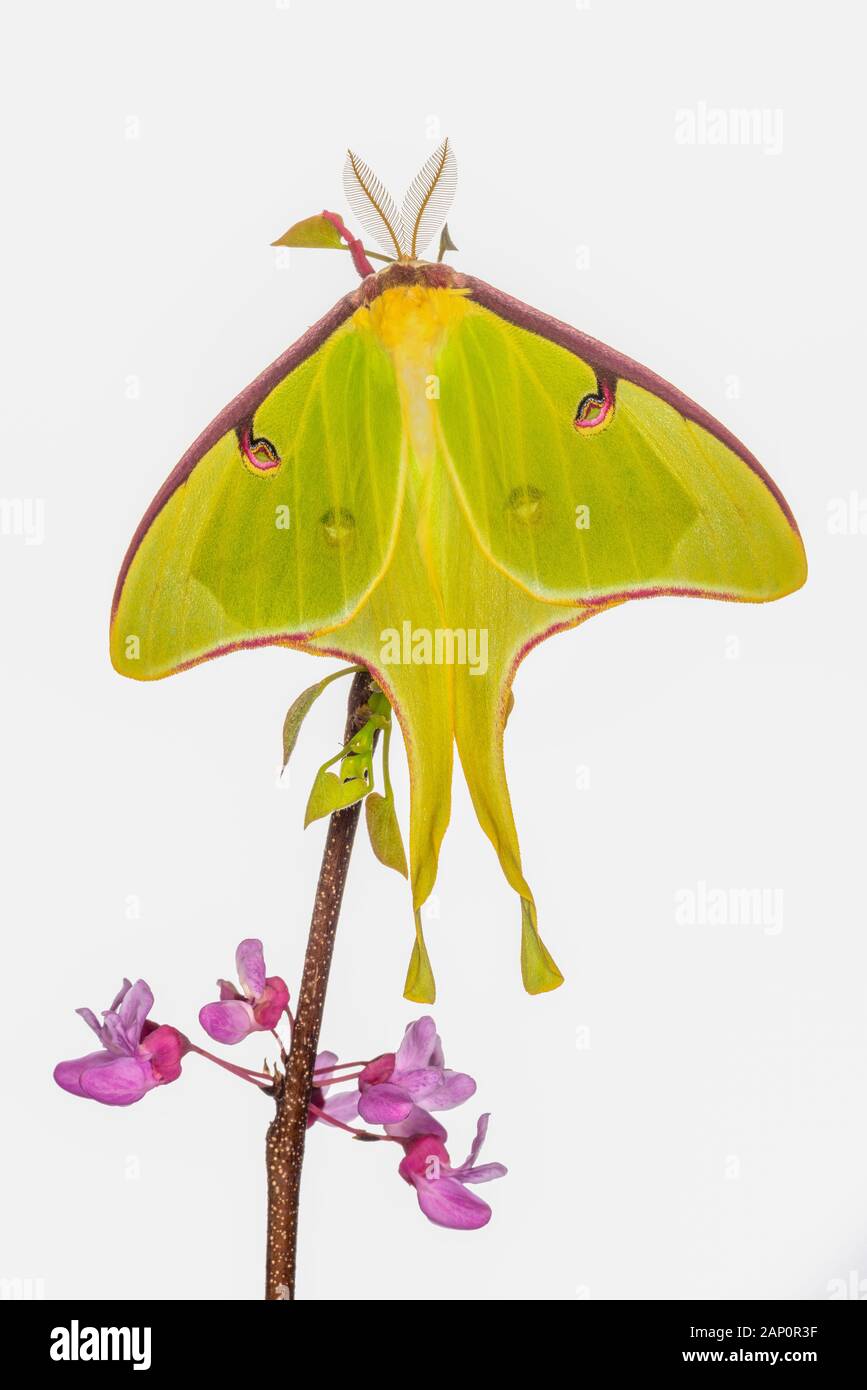 Luna Moth (Activas luna) Sbarcato su Eastern Redbud in piena fioritura su sfondo bianco. Great Smoky Mountains National Park, Tennessee, Primavera. Foto Stock