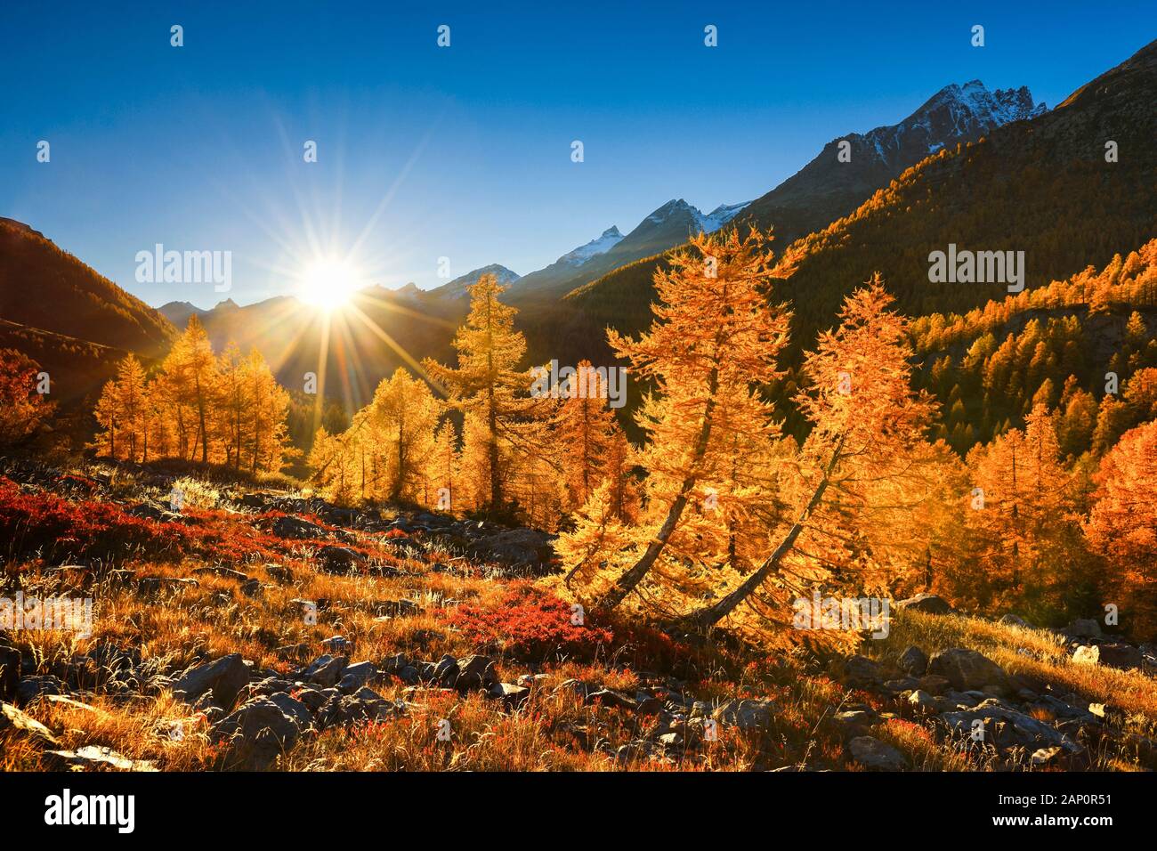 Larici in autunno. Faflleralp, Loetschental. Vallese, Svizzera Foto Stock