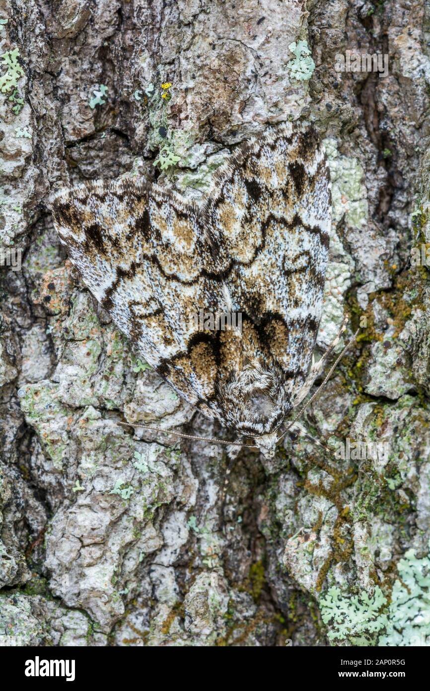 Falso Underwing (Allotria elonympha) Moth mimetizzata sulla corteccia. Weiser la foresta di stato, Pennsyvlania, maggio. Foto Stock