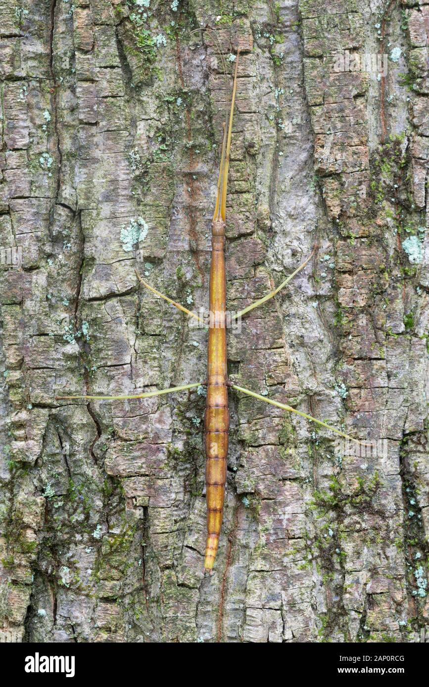 Northern Walkingstick (Diapheromera femorata) aka Walkingstick comune in appoggio sul tronco di albero. Weiser la foresta di stato, Pennsylvania, Settembre. Foto Stock