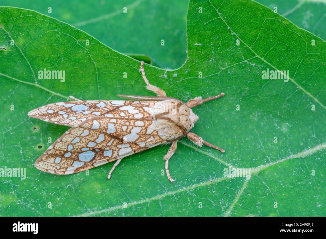Hickory Tussock Moth (Lophocampa caryae) in appoggio sulla lamina. Weiser la foresta di stato, Pennsylvania, Giugno. Foto Stock
