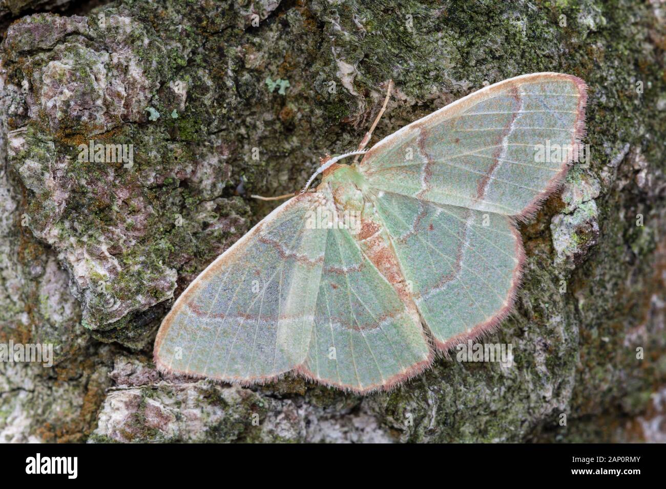 Red-frange Smeraldo (Nemoria bistriaria) Moth in appoggio con ali stese sulla quercia di castagno. Weiser la foresta di stato, Pennsylvania, Giugno. Foto Stock