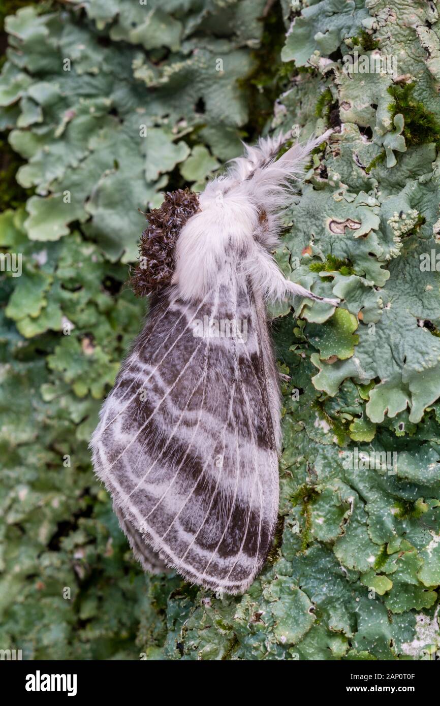 Grandi Tolype (Tolype velleda) Moth in appoggio sul lichen coperto corteccia. Joseph E. Ibberson Area di Conservazione, Dauphin County, Pennsylvania, Settembre. Foto Stock