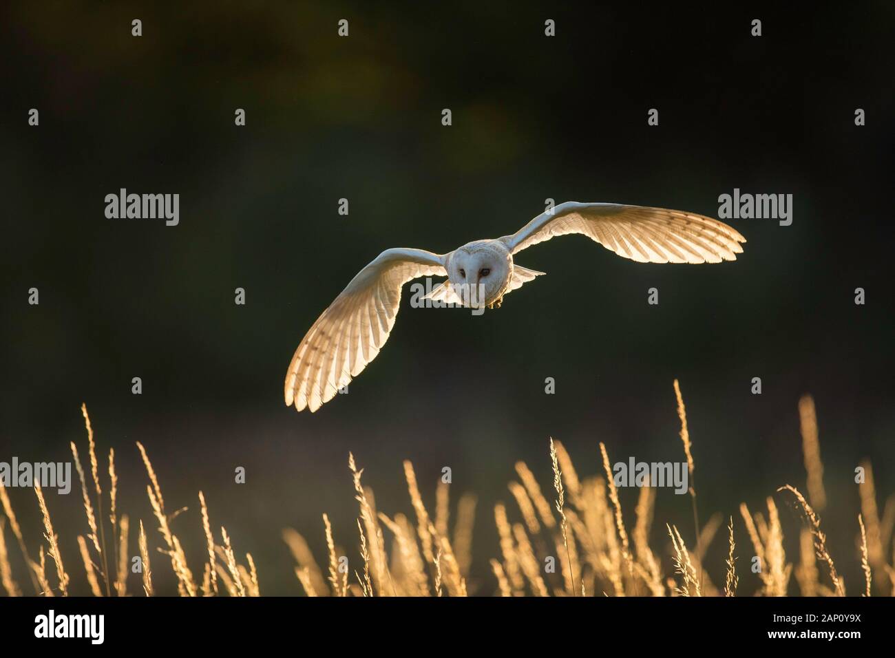 Il barbagianni (Tyto alba), (C), Hampshire, Inghilterra, Regno Unito Foto Stock