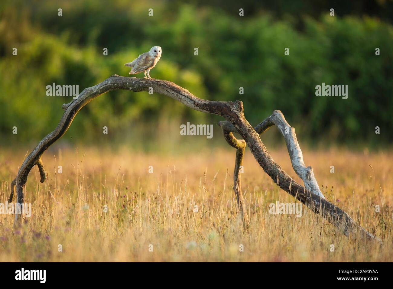 Il barbagianni (Tyto alba), (C), Hampshire, Inghilterra, Regno Unito Foto Stock