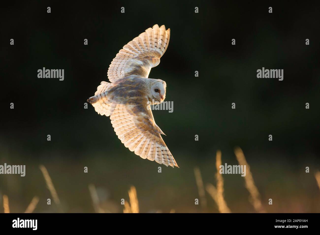 Il barbagianni (Tyto alba), (C), Hampshire, Inghilterra, Regno Unito Foto Stock