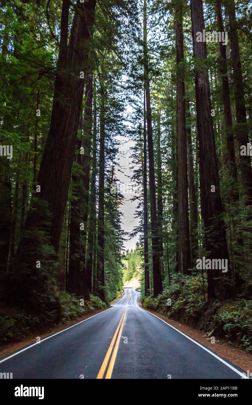 La luce lentamente svanisce sul viale dei giganti, nel nord della California, Stati Uniti d'America Foto Stock