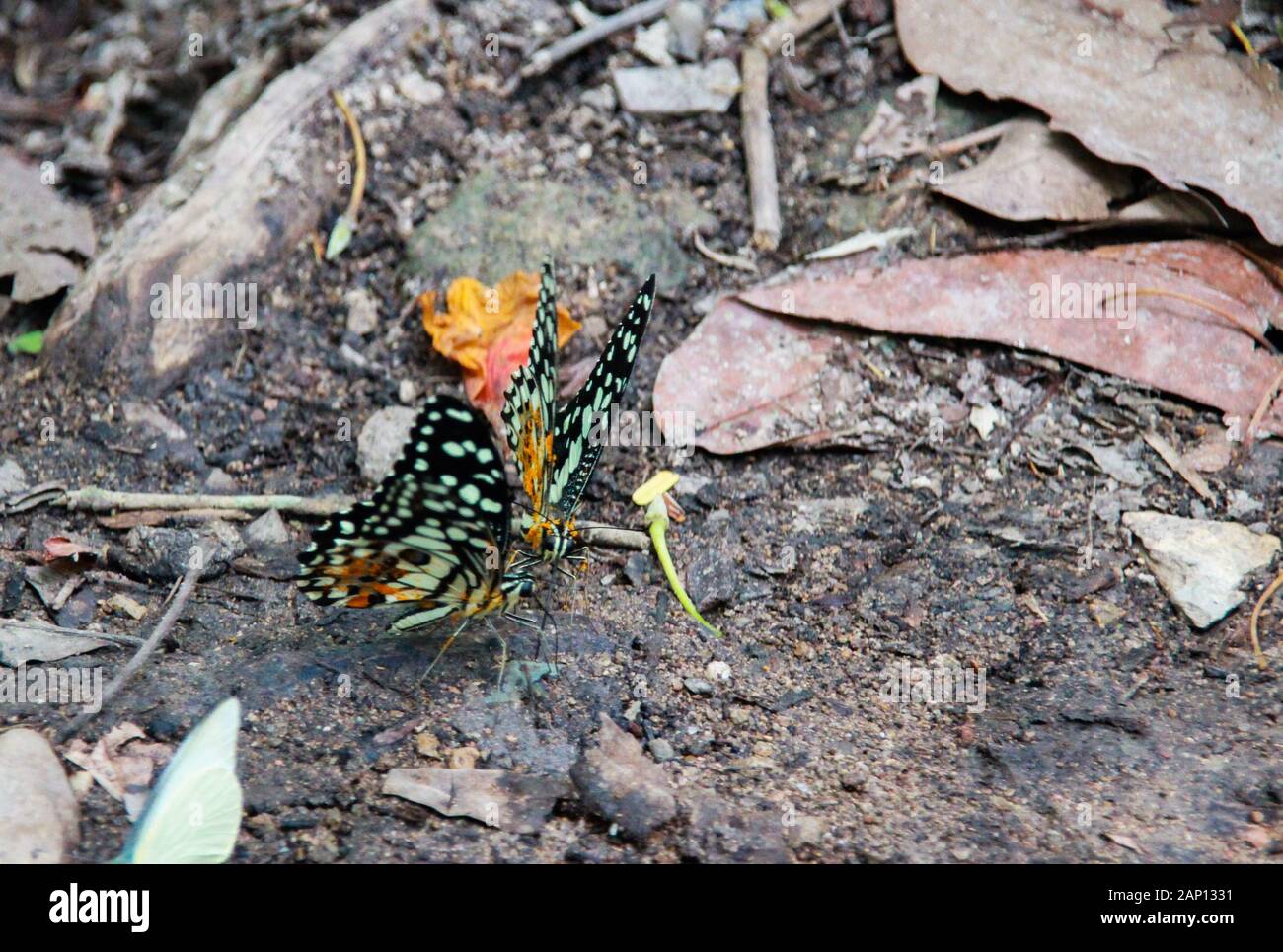 Farfalle sono alla ricerca di minerali a terra. Foto Stock