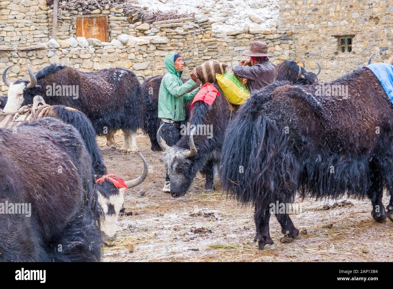 Yak in attesa di essere caricati con le merci presso il villaggio di Dho Tarap nella regione Dolpo del Nepal Foto Stock