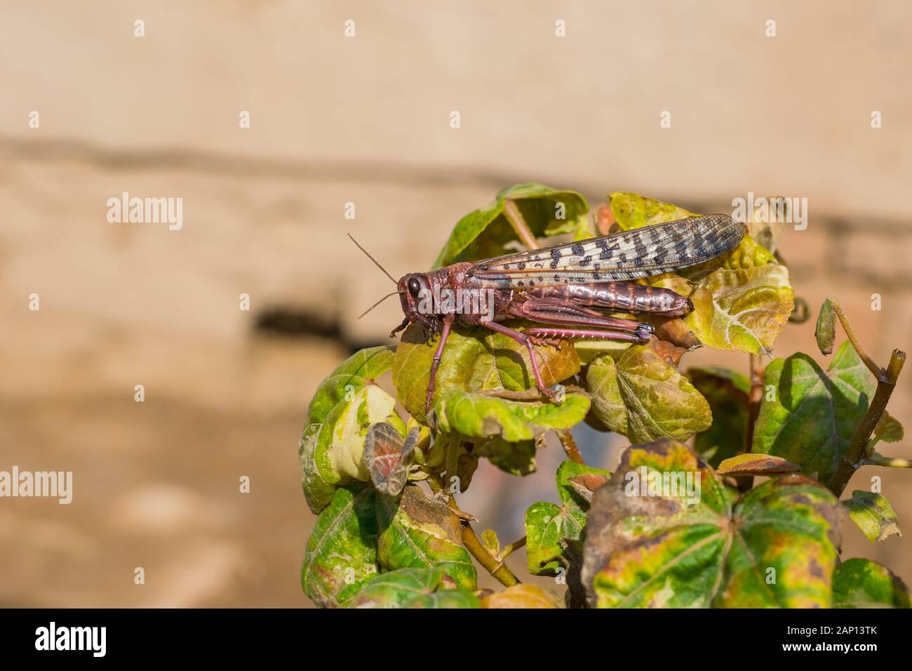 Chiudere fino al deserto locusta in colore rosa seduto su un ramo di una pianta. Foto Stock