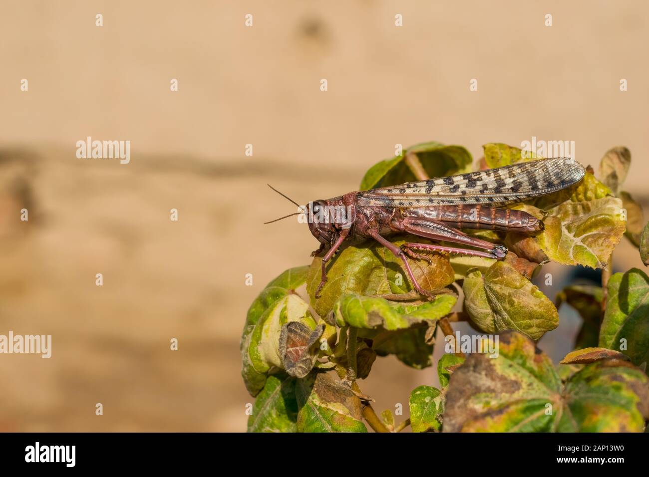 Chiudere fino al deserto locusta in colore rosa seduto su un ramo di una pianta. Foto Stock