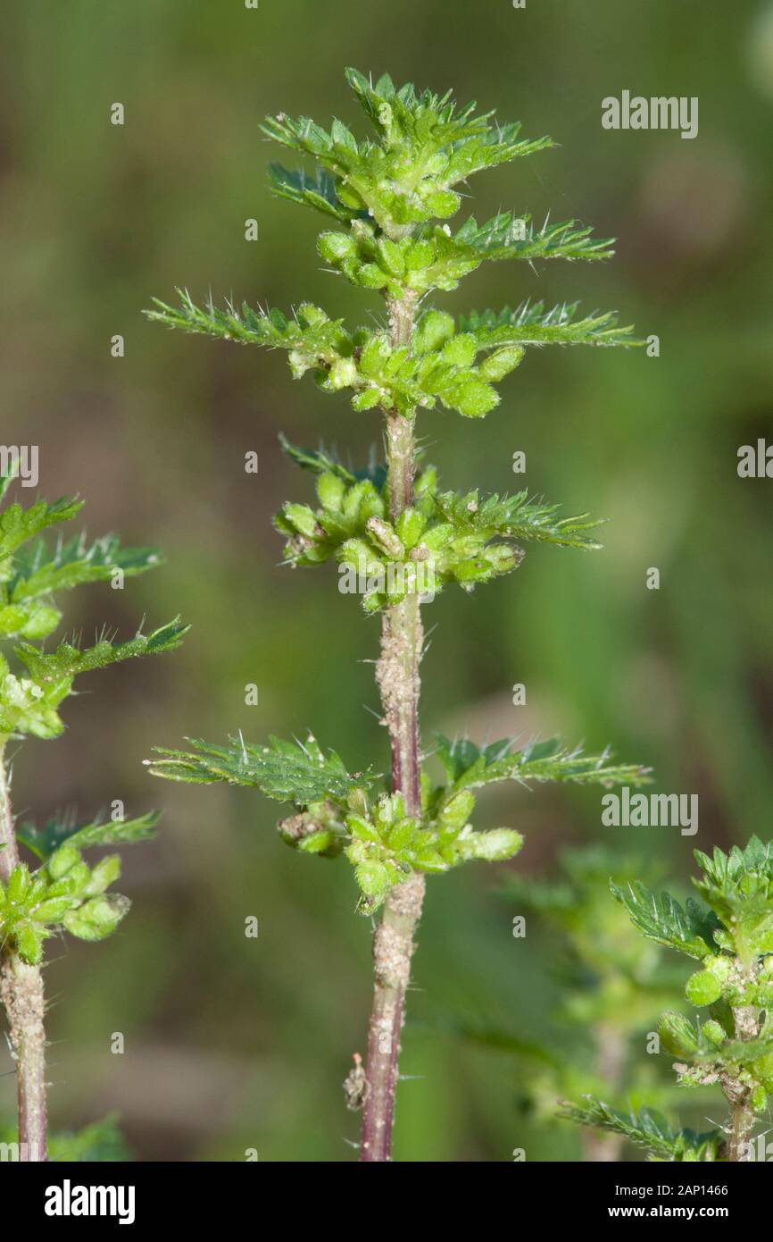 Cane Nettle (Urens Urtica). Germania Foto Stock