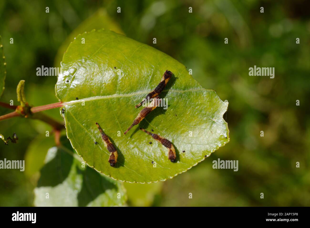 Cerura vinula. Puss Moth bruchi alimentazione su foglia di pioppo, Wales, Regno Unito. Foto Stock