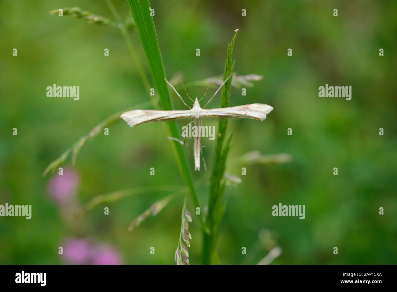 Plume Moth, Wales, Regno Unito. Foto Stock