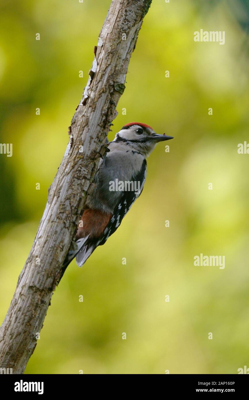 Dendrocopos major, Picchio rosso maggiore capretti, Wales, Regno Unito Foto Stock