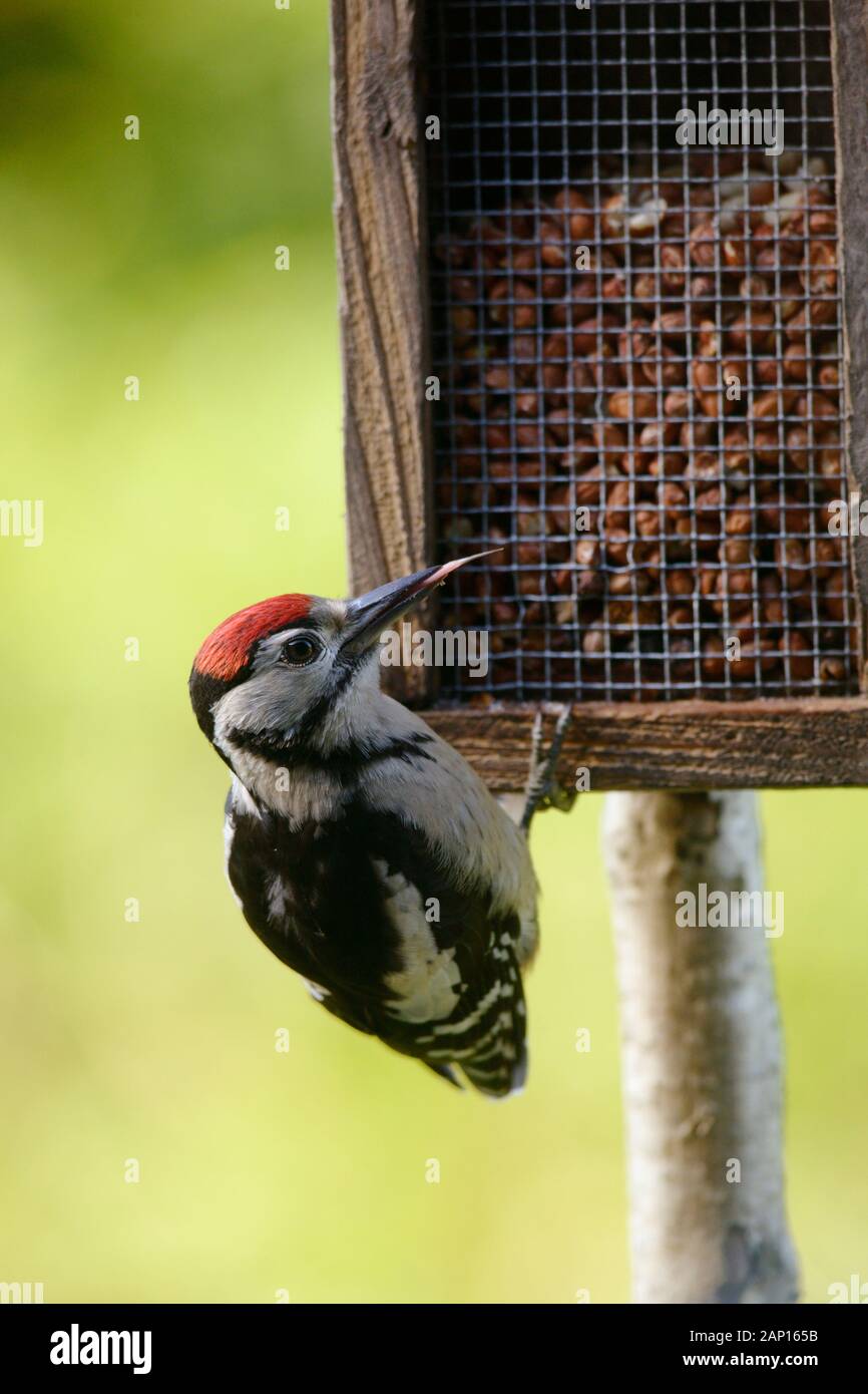 Dendrocopos major, Picchio rosso maggiore capretti, alimentando sulle partite di arachidi in un legno Bird Feeder, Wales, Regno Unito Foto Stock