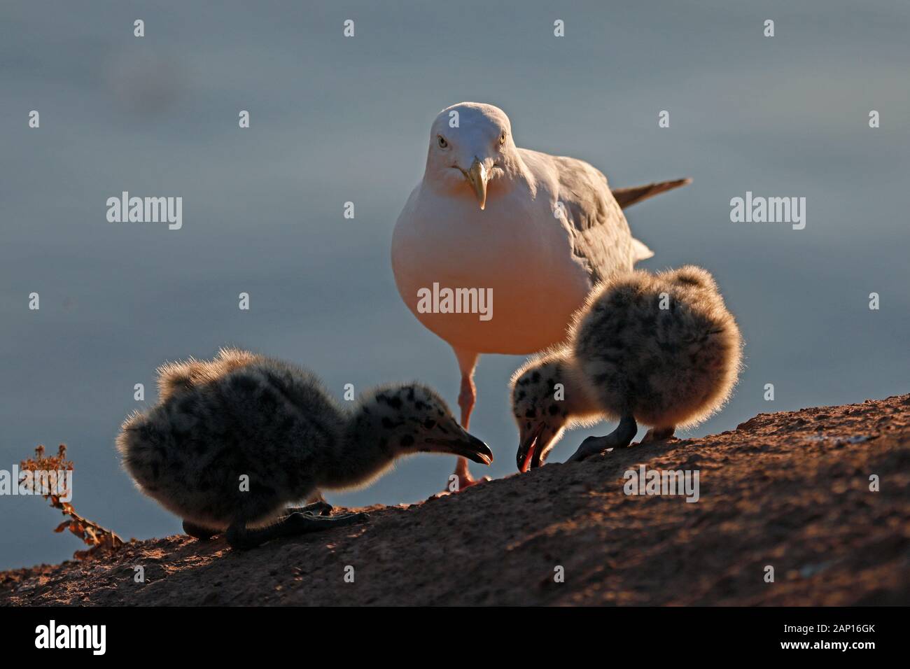 Gabbiano Di Aringa (Larus Argentatus). Genitore con due pulcini in piedi su una scogliera. Helgoland, Germania Foto Stock