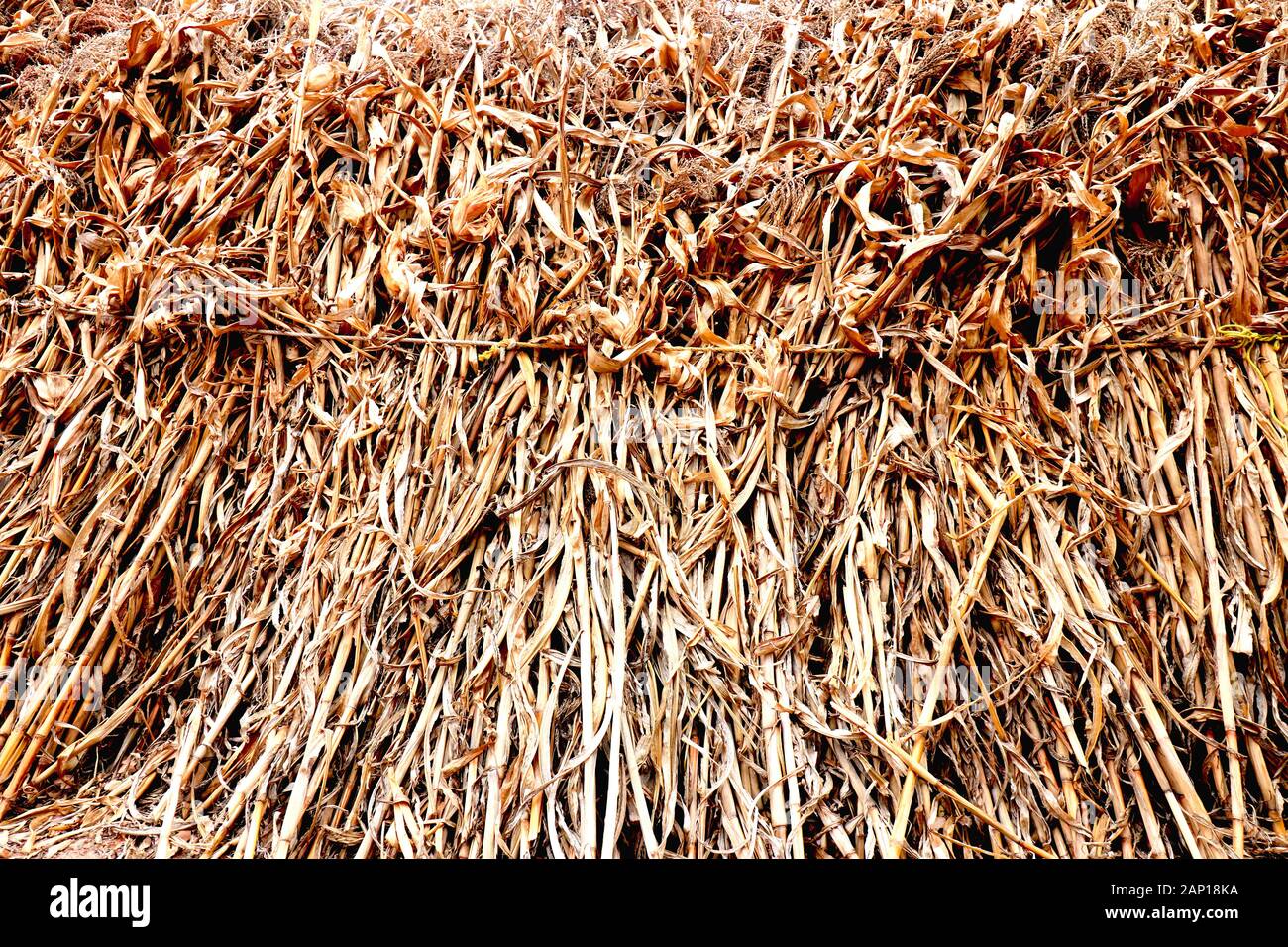 Ramas de Maíz seco apilados Foto Stock